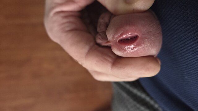 dla_fana_spermy