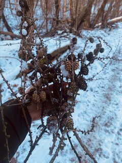 IMG_8752.jpeg