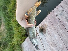 IMG_20240921_180921169.jpg