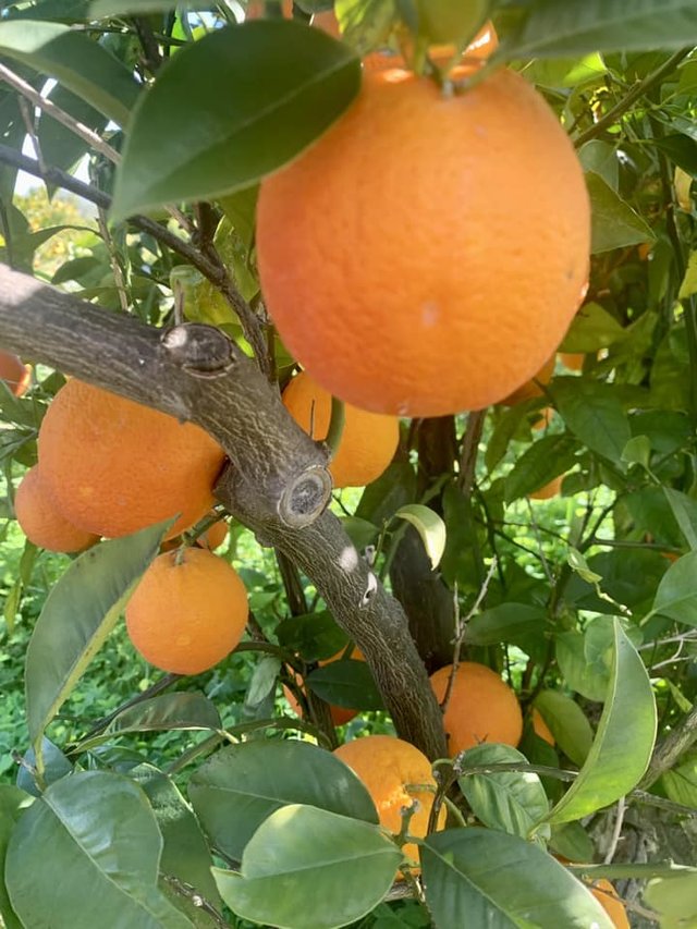 Sicilia