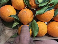 IMG_3349.jpeg