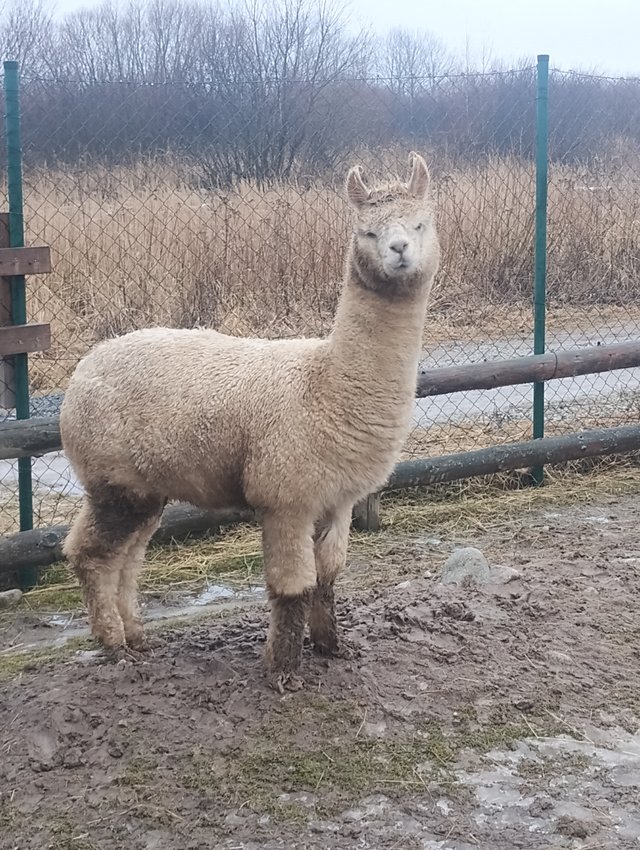 Wysoki_Krkakus