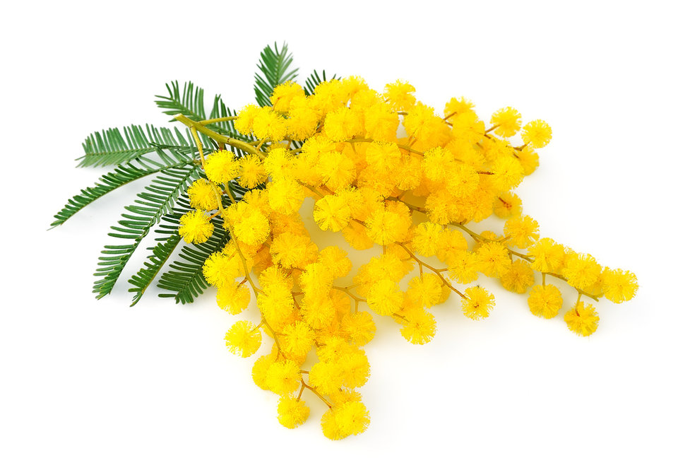 76b6a2d7-3e79-4d28-8e14-c0052a226ada.jfif - Sicilia