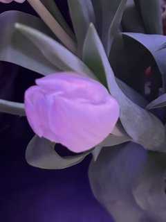 IMG_1029.jpeg