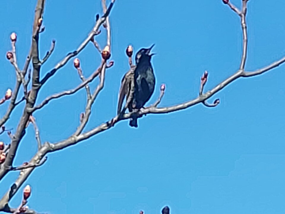 20260321_080745.jpg - Chiroptera1962