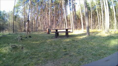 SIEWIERZ - parking leśny 20260322_0851.mp4_snapshot_00.03_[2026