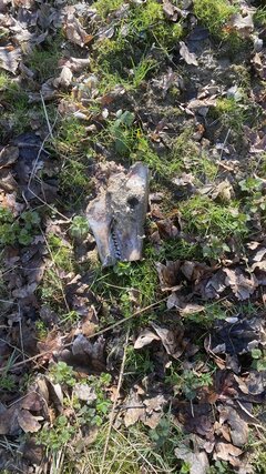 IMG_9594.jpeg