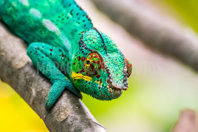 Cameleon - Blankaasweet