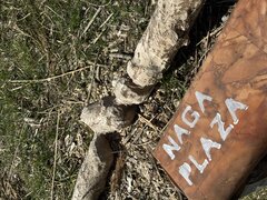 IMG_3385.jpeg