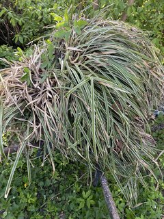 IMG_0331.jpeg