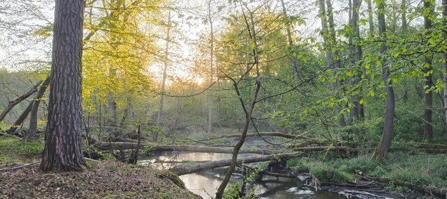 Leszyforest86