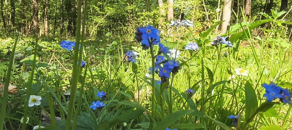 24782.jpg - Leszyforest86