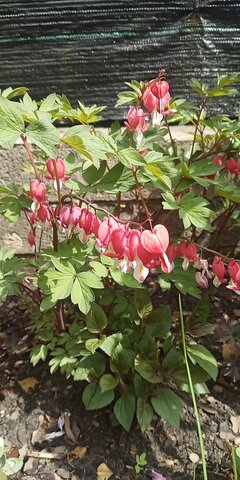 IMG_20260514_111426_543.jpg