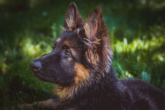 Alf