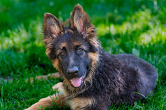 Alf