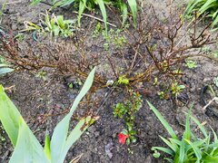 IMG_0800.jpeg