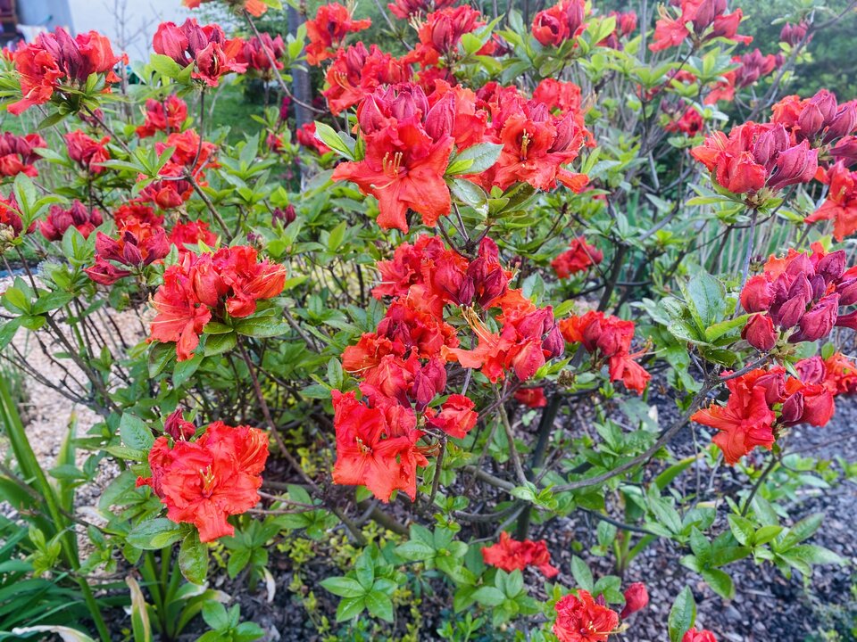 IMG_0841.jpeg - May_Day