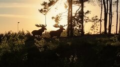 Łosie na spacerze ;)