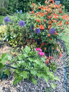IMG_0960.jpeg