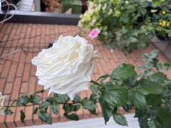IMG_7669.jpeg