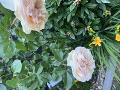 IMG_7670.jpeg