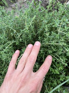 „Ze wszystkich zapachów - zapach chleba” i oregano
