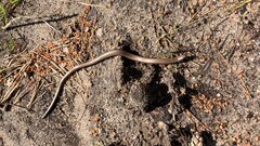 IMG_5460.jpeg