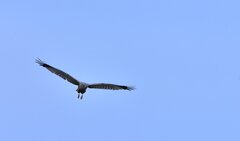 _DSC6384.JPG