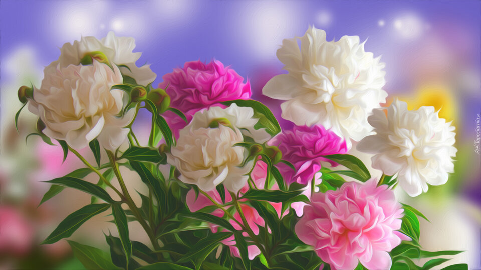 tapeta-graficzne-piwonie.jpg - WESOLAWDOWKA