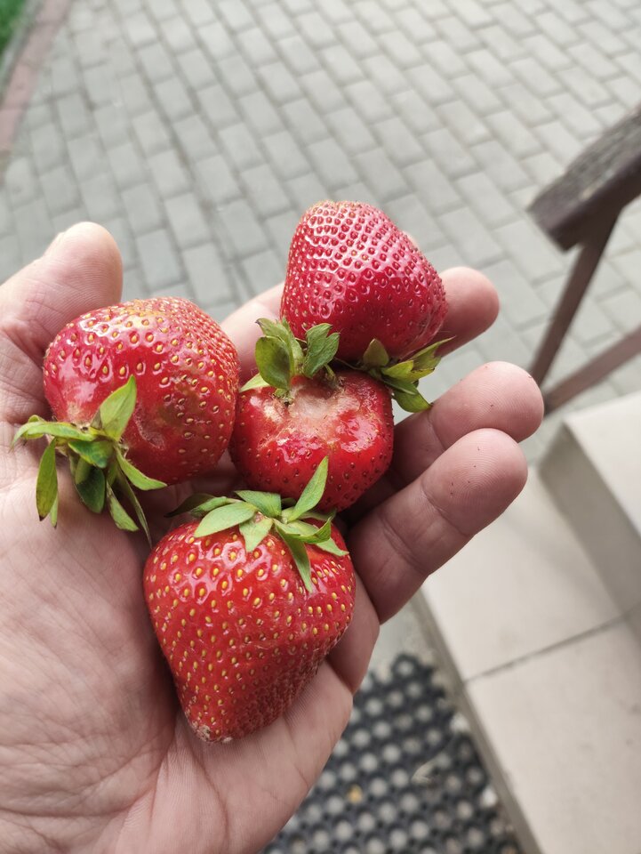 Badz tak slodka jak te truskawki ;) - zenonenon