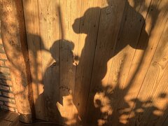 IMG_9346.jpeg