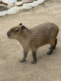 IMG_3763.jpeg