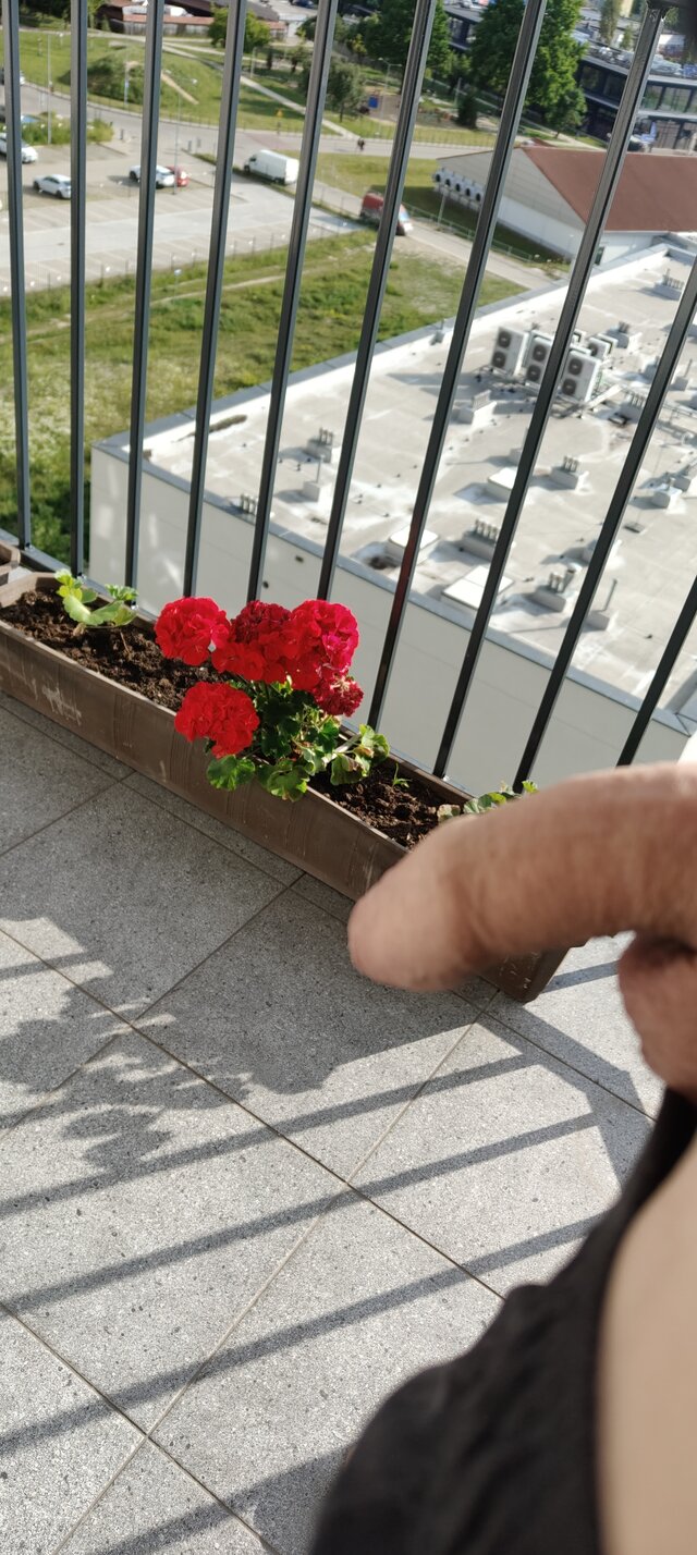 NKOL85