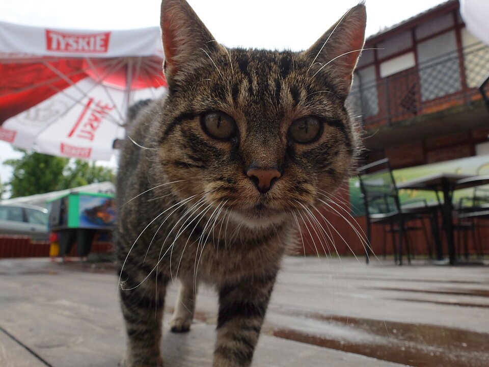 DSCF3138.JPG - Hary70