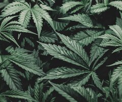 parallax_cbd-1024x862.jpg