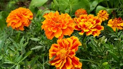 266168_pomaranczowe_aksamitki.jpg