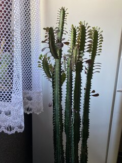 IMG_1310.jpeg