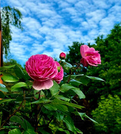 🌷🍀🌞🌷🍀🌞🌷🍀🌞🌷🍀🌞🌷