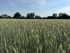 IMG_6980.jpeg