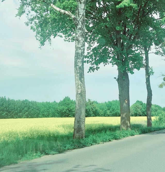 dino8