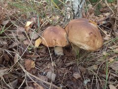 IMG_20241020_145144.jpg
