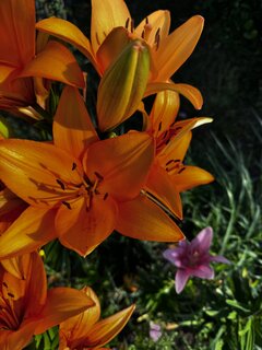IMG_2445.jpeg