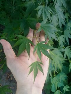 Japanese acer.jpg