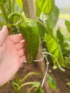 IMG_1930.jpeg