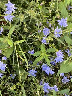 IMG_4579.jpeg