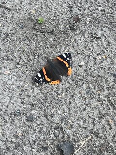 IMG_3624.jpeg