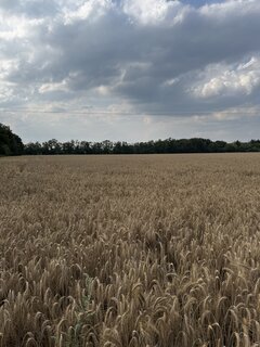 IMG_7100.jpeg