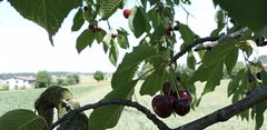 Kto jeszcze wchodzi na ulubione drzewo?
