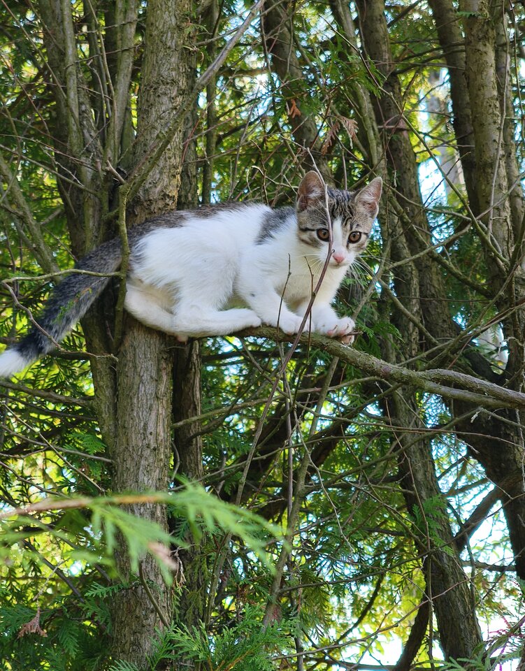 😸 - pala33