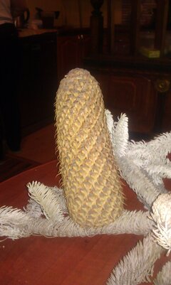IMAG0059.jpg